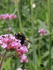 Bombus