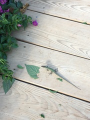 Podarcis pityusensis