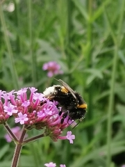 Bombus