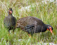 Pternistis afer castaneiventer