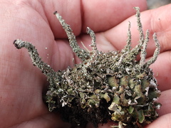 Cladonia macrophylla