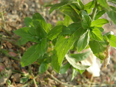 Epilobium hirsutum