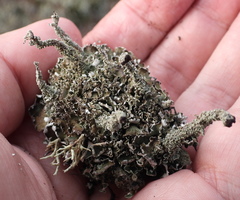 Cladonia macrophylla