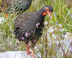 Pternistis afer castaneiventer