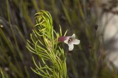 Erica viscaria