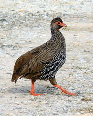 Pternistis afer castaneiventer