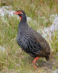 Pternistis afer castaneiventer