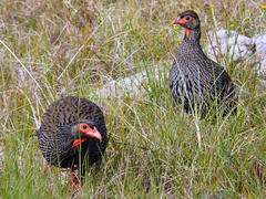 Pternistis afer castaneiventer