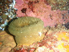Bunodactis reynaudi