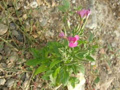 Epilobium hirsutum