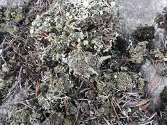 Cladonia macrophylla