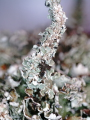 Cladonia macrophylla