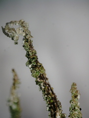 Cladonia macrophylla