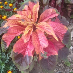 Amaranthus tricolor