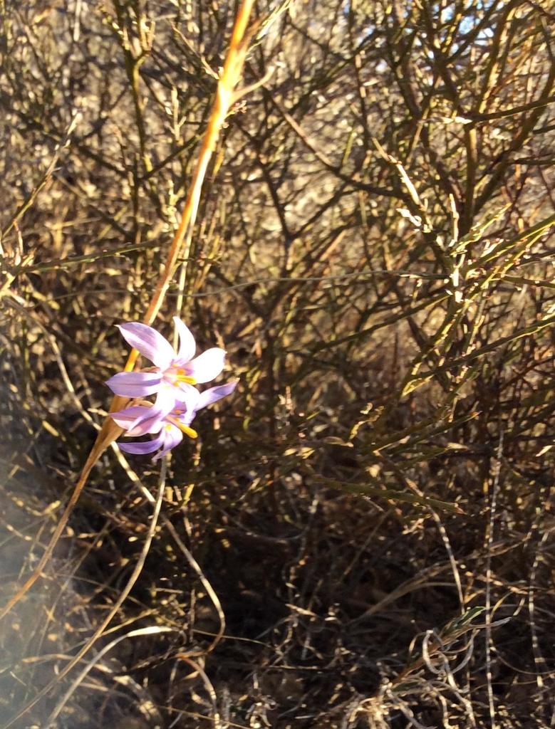 Moraea pseudospicata