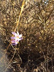 Moraea pseudospicata