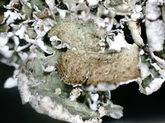Cladonia macrophylla