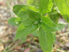 Epilobium hirsutum