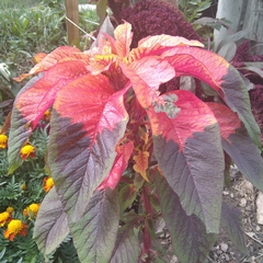 Amaranthus tricolor