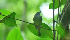 Oncostoma cinereigulare