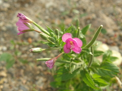 Epilobium hirsutum