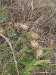 Centaurea trichocephala