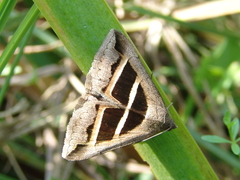 Grammodes