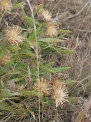 Centaurea trichocephala