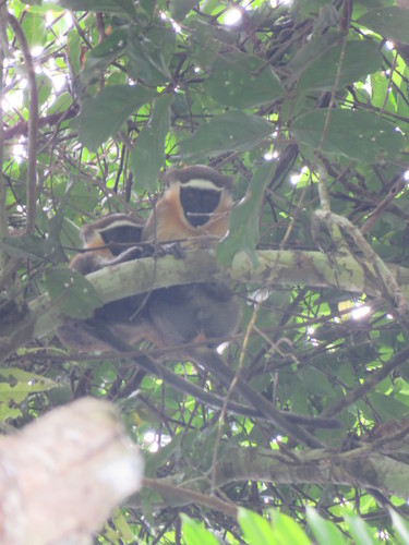 Dryad Monkey (Cercopithecus dryas) · iNaturalist