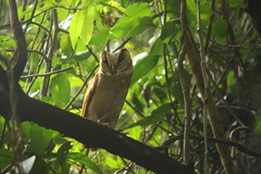 Phodilus badius saturatus