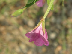 Epilobium hirsutum