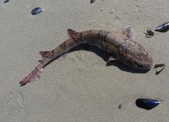 Haploblepharus pictus