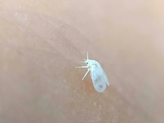 Aleyrodes proletella