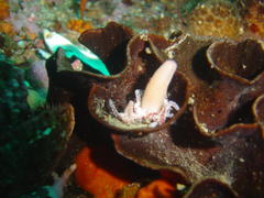 Candelabrum tentaculatum