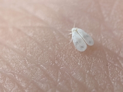 Aleyrodes proletella