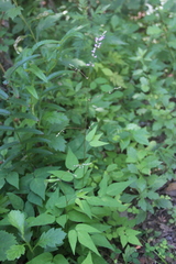 Hylodesmum podocarpum oxyphyllum