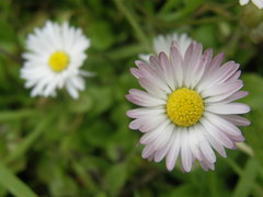 Asteraceae