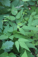 Hylodesmum podocarpum oxyphyllum
