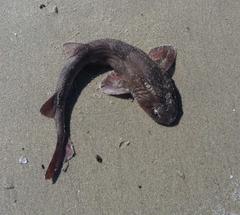 Haploblepharus pictus