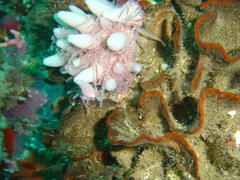 Candelabrum tentaculatum