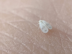 Aleyrodes proletella