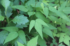 Hylodesmum podocarpum oxyphyllum