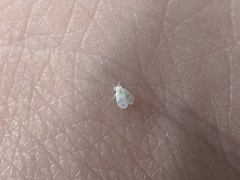 Aleyrodes proletella