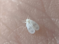 Aleyrodes proletella