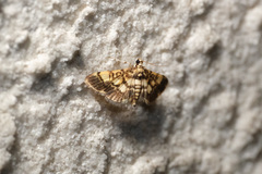 Lamprosema commixta