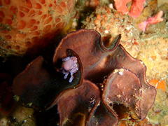 Candelabrum tentaculatum