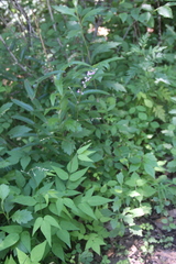 Hylodesmum podocarpum oxyphyllum