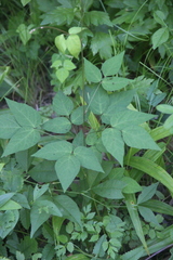 Hylodesmum podocarpum oxyphyllum