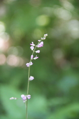 Hylodesmum podocarpum oxyphyllum