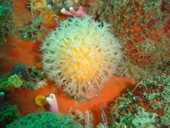 Alcyonium variabile